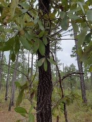 Quercus incana