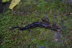 Desmognathus orestes