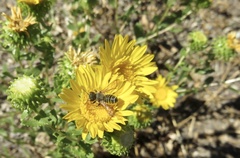 Megachile perihirta