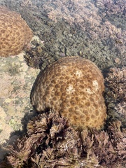 Palythoa tuberculosa