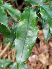 Prunus spinulosa