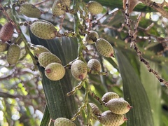 Calamus formosanus