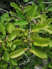 Xylosma flexuosa