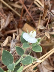 Acmispon americanus