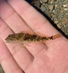 Cottus aleuticus