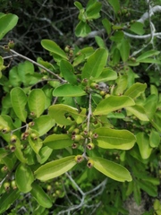 Xylosma flexuosa
