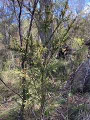 Acacia oxycedrus