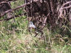 Aphelocoma wollweberi