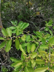 Xylosma flexuosa