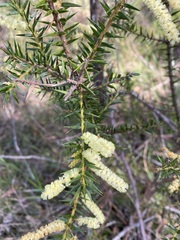 Acacia oxycedrus