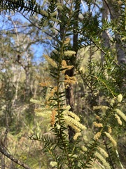 Acacia oxycedrus