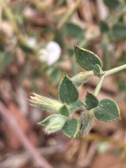 Acmispon americanus
