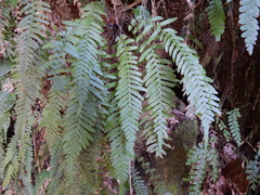 Blechnum medium