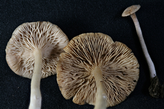Rhodocybe