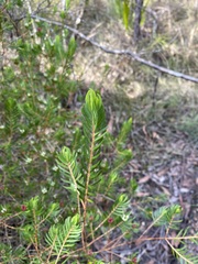 Darwinia procera