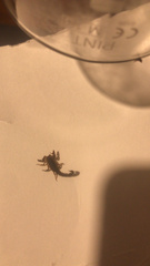 Vaejovis carolinianus