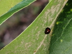 Chilocorus bipustulatus