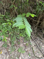 Glochidion philippicum