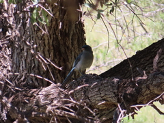 Aphelocoma wollweberi