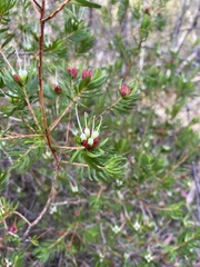 Darwinia procera