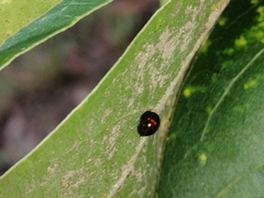 Chilocorus bipustulatus