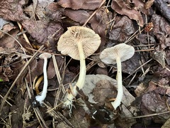 Rhodocybe