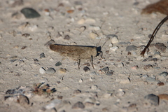 Dissosteira carolina