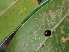 Chilocorus bipustulatus