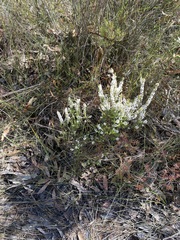 Epacris microphylla