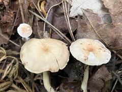 Rhodocybe