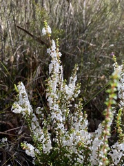 Epacris microphylla