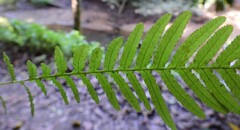 Blechnum medium