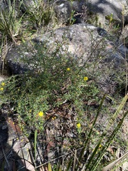 Hibbertia linearis