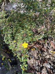 Hibbertia linearis