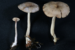 Rhodocybe