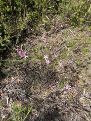 Eriostemon australasius