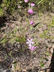 Eriostemon australasius