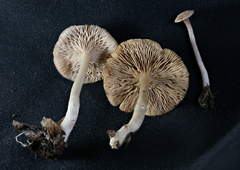 Rhodocybe