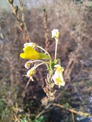 Oenothera biennis