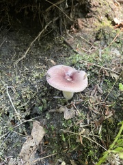 Russula fragilis