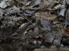Thamnophis sirtalis pallidulus