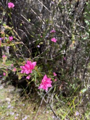 Boronia serrulata