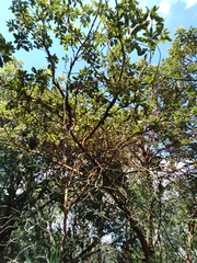 Arbutus