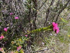 Boronia serrulata