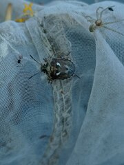 Stagonomus bipunctatus