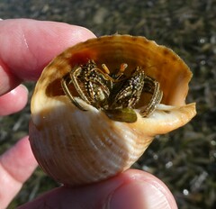 Clibanarius taeniatus