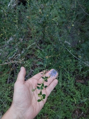 Ceanothus parvifolius