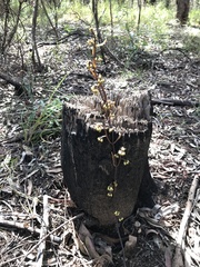 Erythrorchis cassythoides