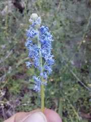 Ceanothus parvifolius