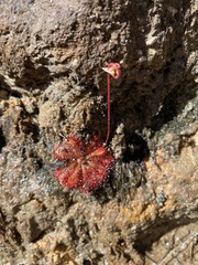 Drosera spatulata